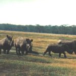 2003_kenia