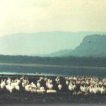 2003_kenia